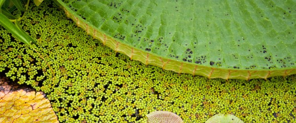 Slider-05-Wasserlilien